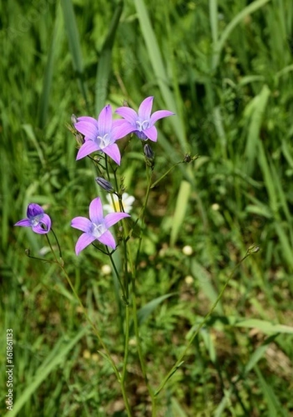 Obraz Dzwonek rozpierzchły