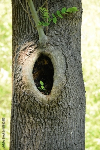 Obraz Drzewo z piękną dużą dzuplą