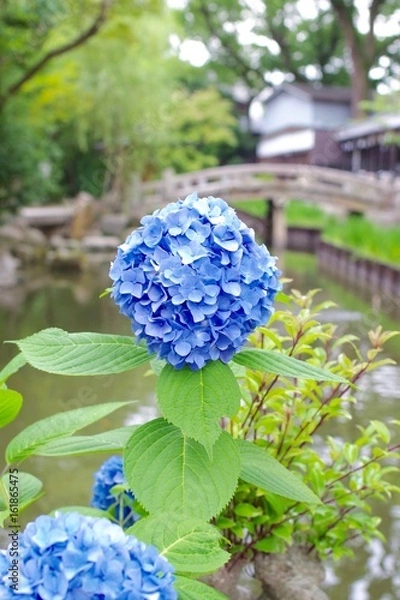 Obraz Blue hydrangea
