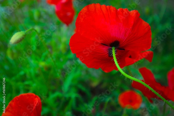 Fototapeta Beautiful poppy flowers on the meadow, mountain nature, summertime. Photo depicts red poppies, colorful meadow flowers, growing in the green grass. Close up, macro view.