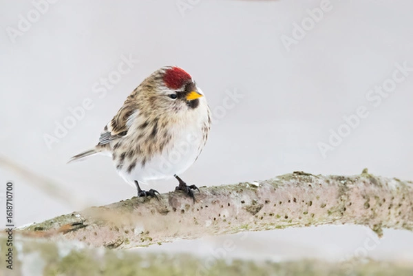 Obraz Common redpoll