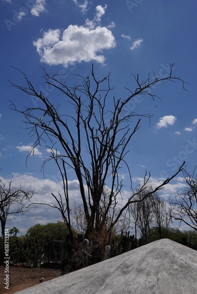 Fototapeta Arvore Seca