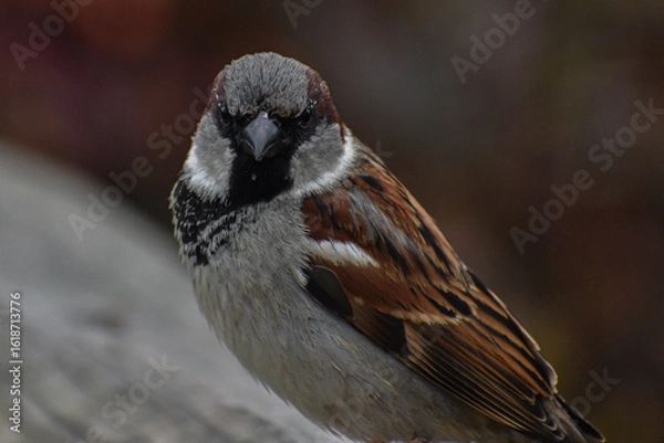 Fototapeta black headed sparrow close up detail perched on fence