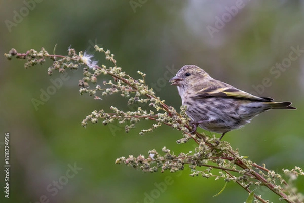 Obraz Eurasian siskin