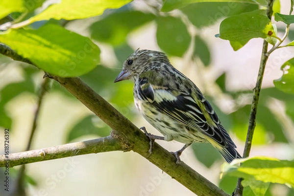 Obraz Eurasian siskin