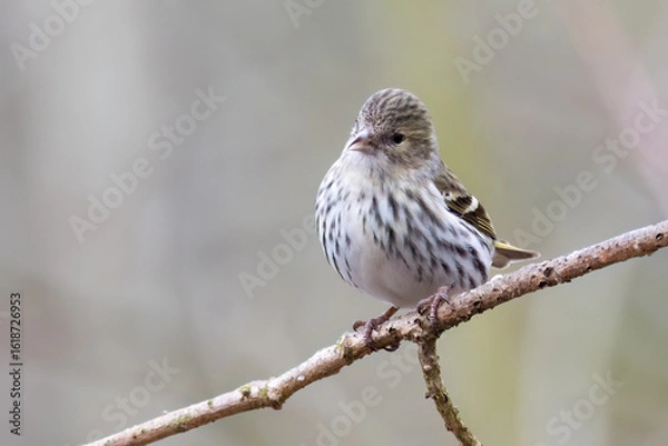 Obraz Eurasian siskin