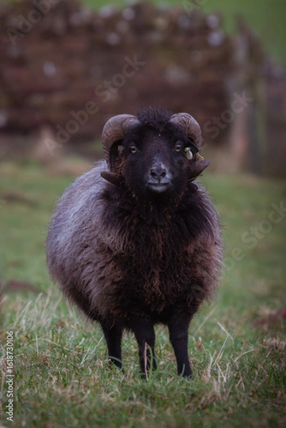 Fototapeta portrait of a single black sheep ram