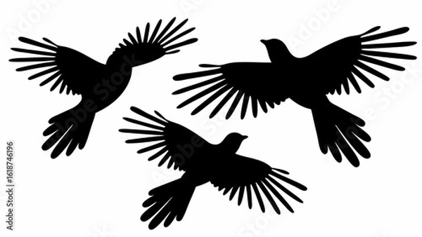 Fototapeta Three black bird silhouettes with outstretched wings flying in different directions on a white background