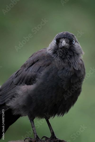 Fototapeta Crow Jackdaw wild bird with green background