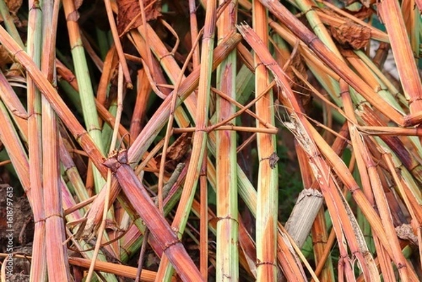 Obraz geschlittene Halme vom Schilf