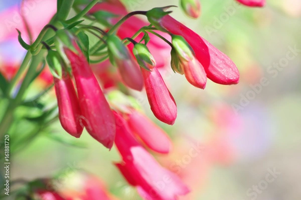 Obraz Red flower penstemon close-up