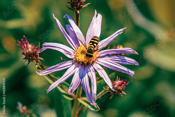 Obraz Hoverfly's Aster Snack Time