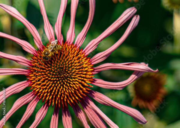 Obraz Coneflower's Busy Bee