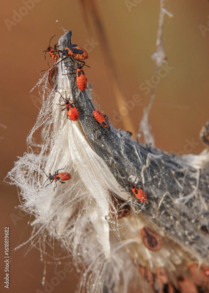 Obraz Dewdrop Milkweed Bug Jamboree