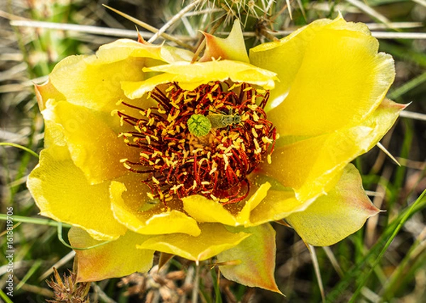 Obraz Cactus Bloom's Tiny Guest