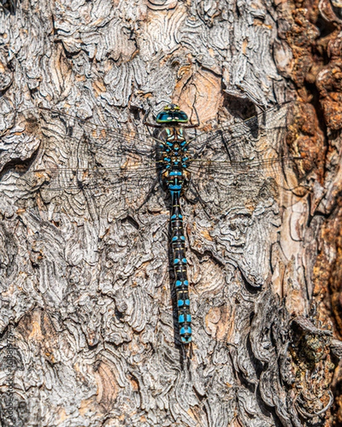 Obraz Barking Up The Right Tree