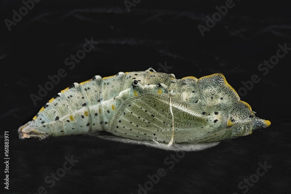 Obraz Pupa of the garden pest the Cabbage White butterfly.
