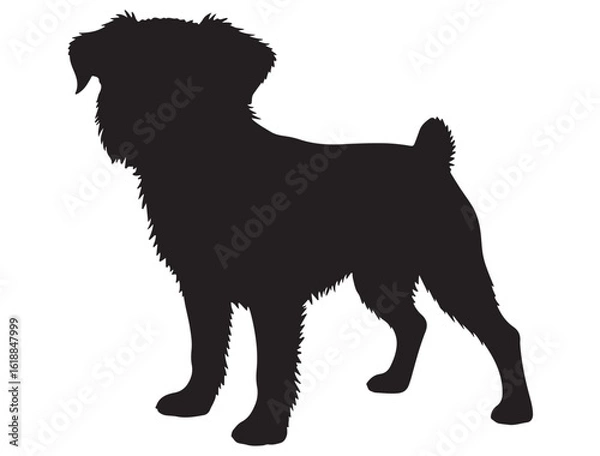 Obraz BRUSSELS GRIFFON DOG SILHOUETTE