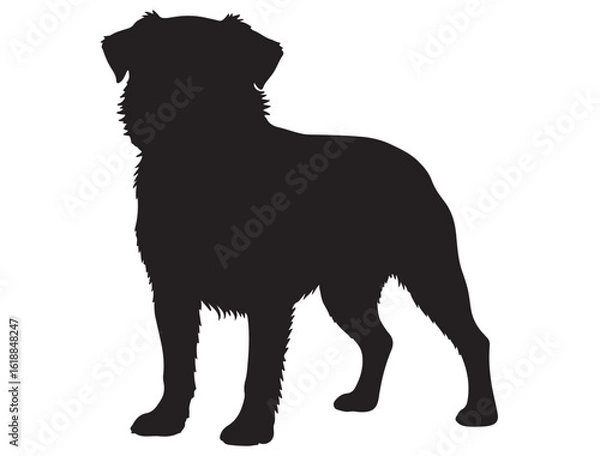 Obraz BRUSSELS GRIFFON DOG SILHOUETTE