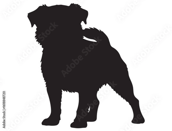 Obraz BRUSSELS GRIFFON DOG SILHOUETTE