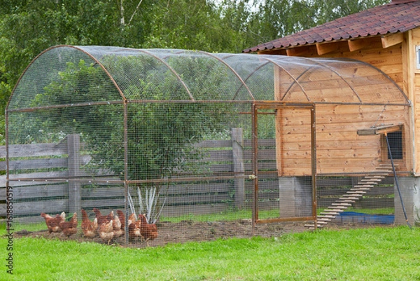 Obraz chickens in cage