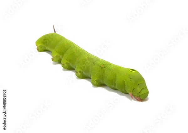 Fototapeta Close-up of a green caterpillar with a false head and caudal horn, isolated on a white background. Camouflage, nature, and metamorphosis concept.