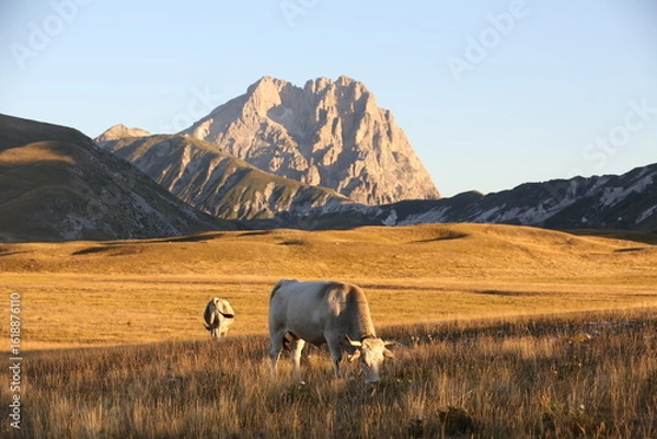 Fototapeta cows in the mountains