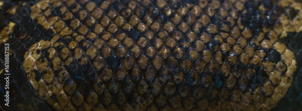 Fototapeta Surface of a python skin