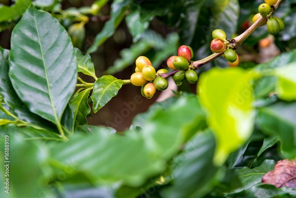 Fototapeta Group row colorful fruits of coffee berry ripening on a tree and drops of water after rain