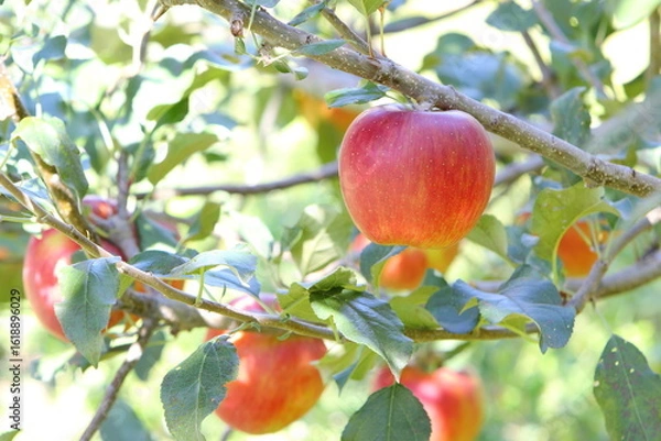 Obraz 赤く色づいたりんご（シナノスイート）