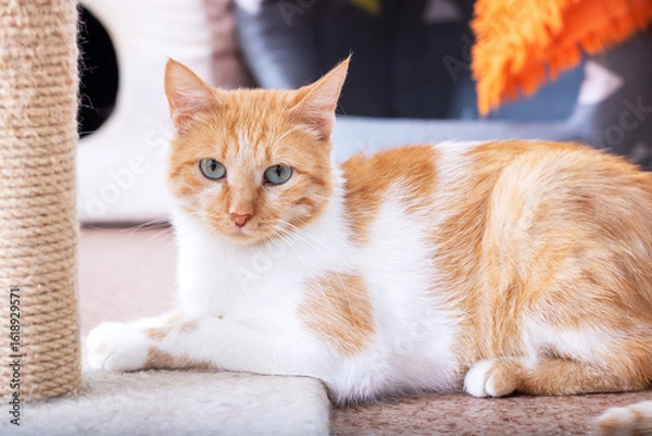 Fototapeta A fluffy orange and white cat is comfortably laying next to a scratching post