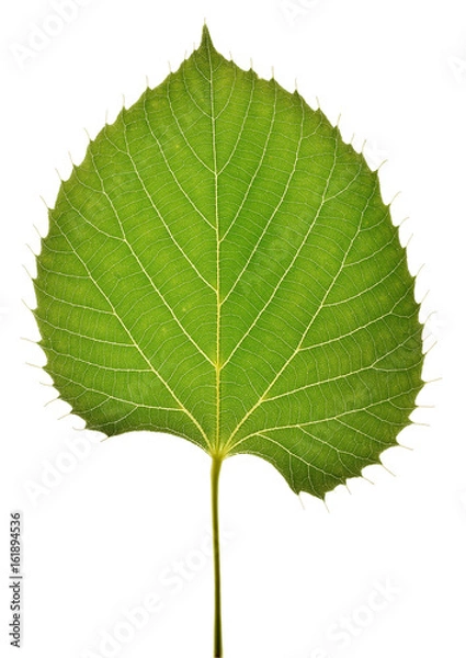 Obraz Tilia henryana