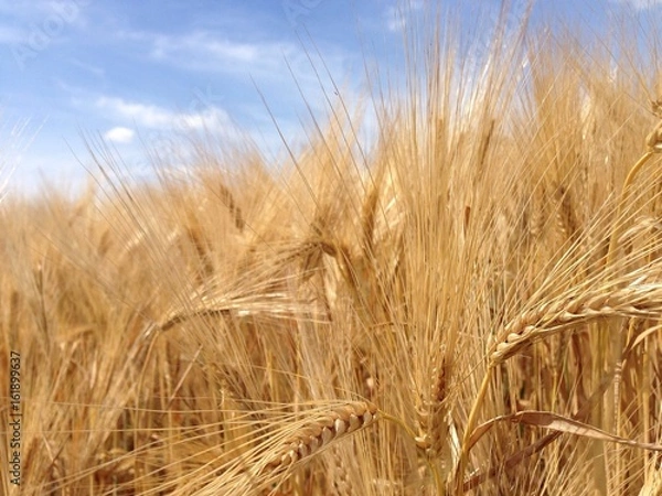 Obraz Weizenfeld im Sommer - Kornkammer