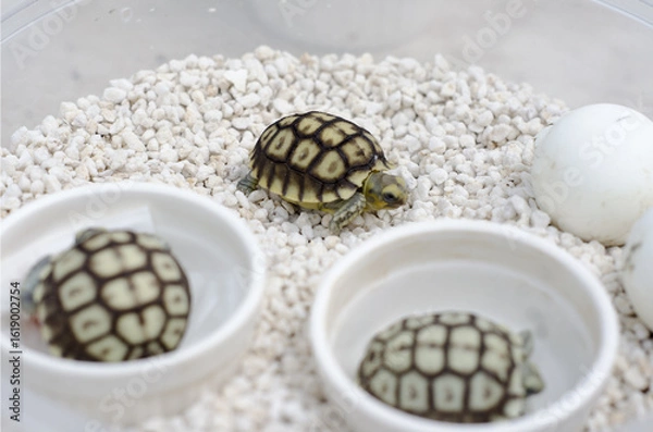 Obraz Hatchling Turtle on White Stones