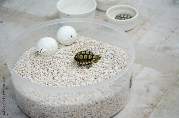 Obraz Turtle Hatchling with Shadow on White Stones