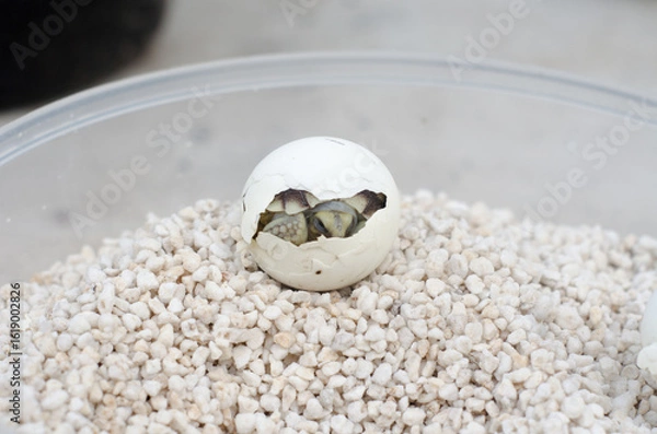 Obraz Hatchling Turtle Hiding Inside Egg on White Pebbles