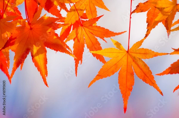 Obraz Autumn Maple Leaf
