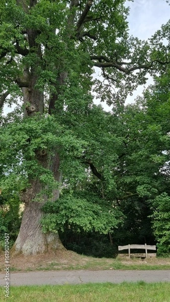 Obraz Alte Eiche 'mit dem Schweinekopf' bei Vinsebeck