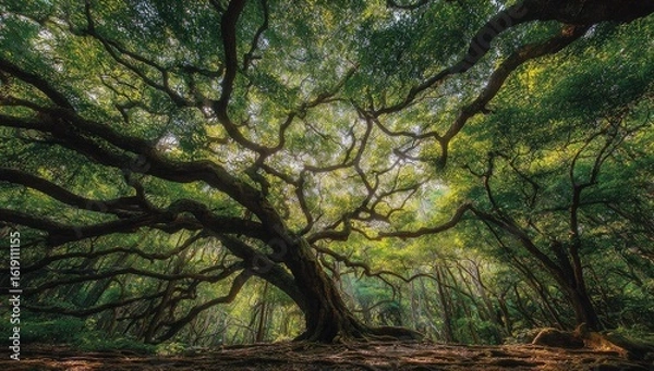 Fototapeta Lush canopy of a magnificent tree (1)