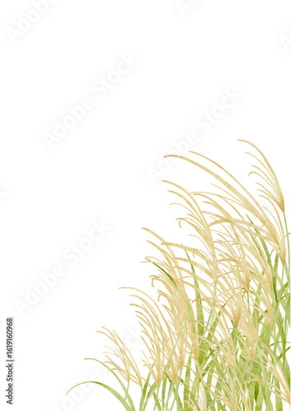 Fototapeta 水彩で描いたススキのイラスト