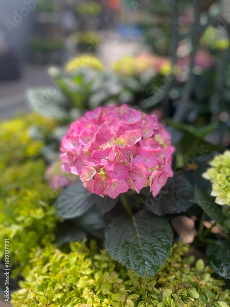 Fototapeta Pink hydrangea cluster