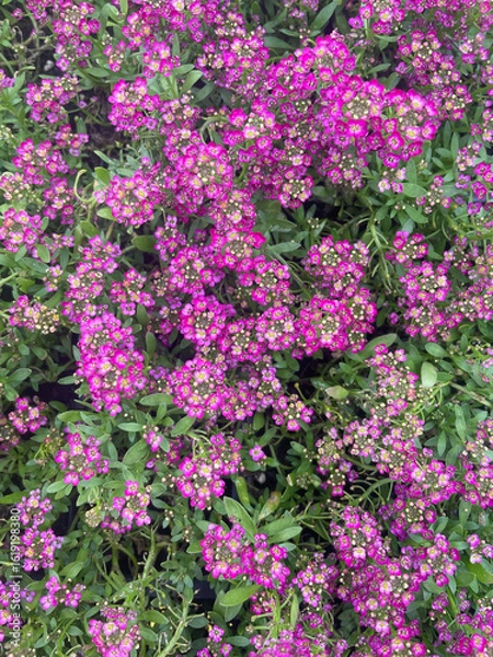 Obraz purple flower clusters