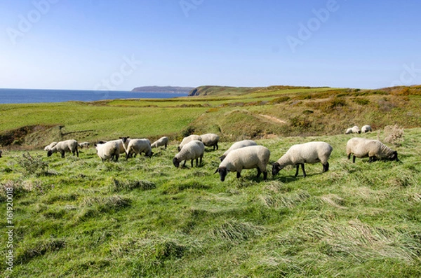 Obraz 羊が一匹、羊が二匹、、、