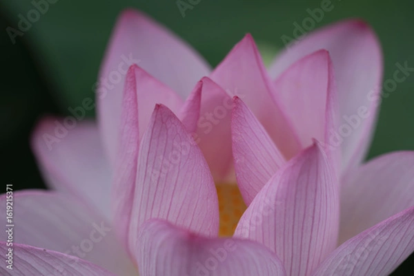 Obraz 開花始めの蓮クローズアップ