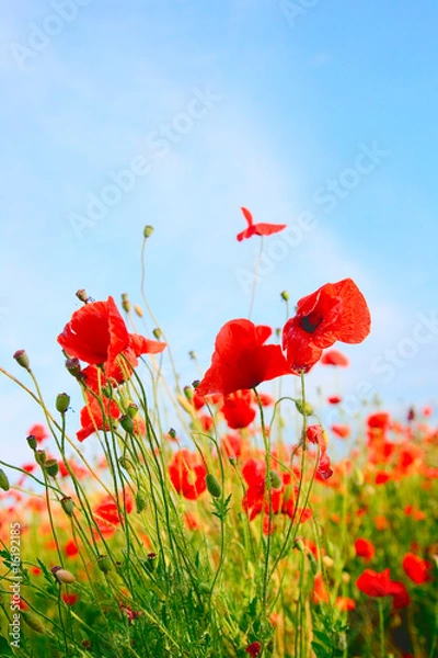 Obraz Poppy field color background
