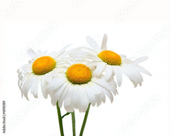 Obraz Three Chamomile flowers