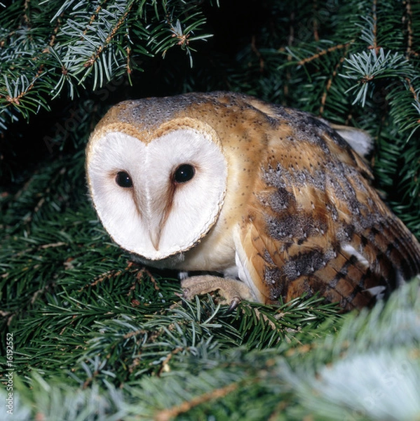 Fototapeta Eule_113664