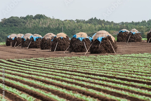 Obraz 落花生のボッチ