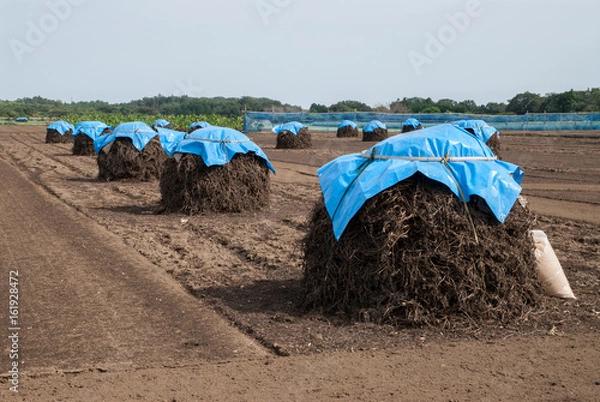 Obraz 落花生のボッチ