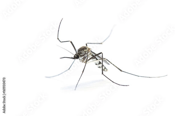 Fototapeta Mosquito-borne diseases infection zika virus (Aedes aegypti) on a white background, carrier of the dengue fever 